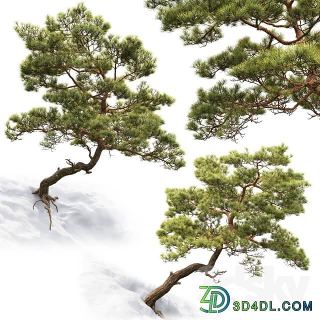 Pine 3D Models