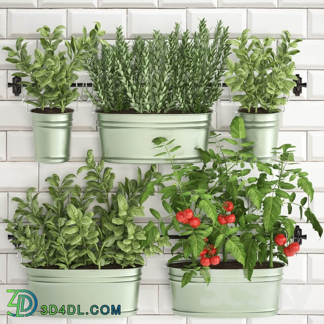 Plant Collection 382. Fitowall 3D Models