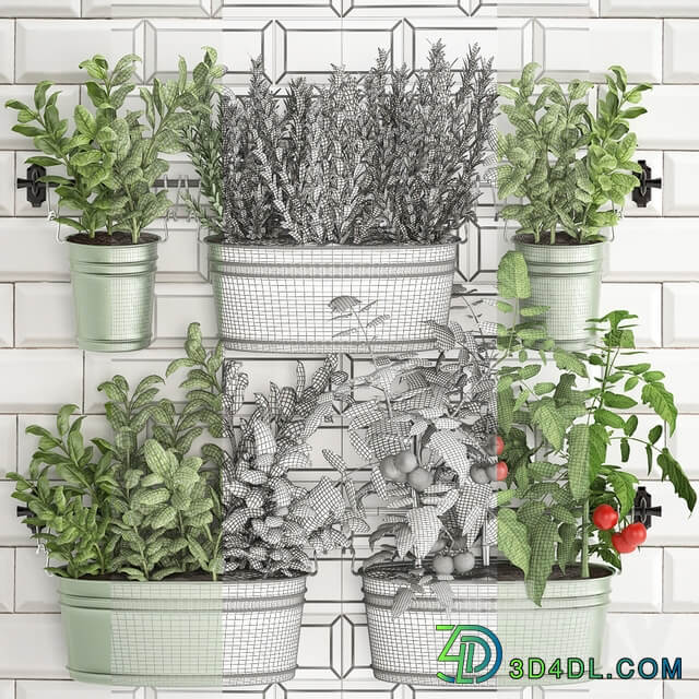 Plant Collection 382. Fitowall 3D Models