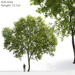 Ash Ash tree 1 17.1m  