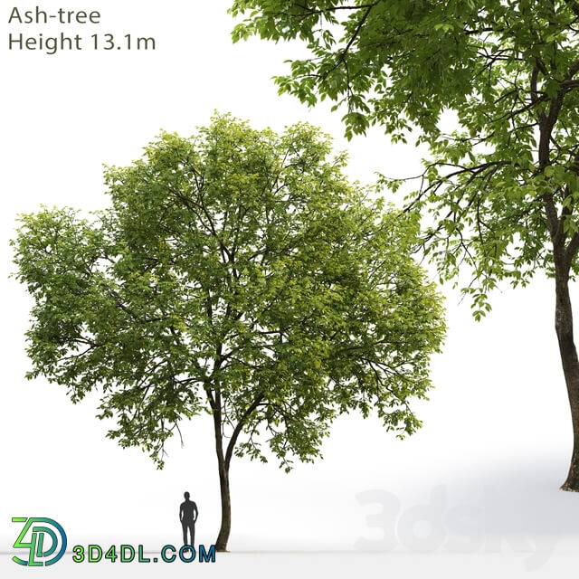 Ash Ash tree 1 17.1m 