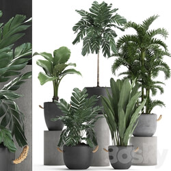 Plant Collection 405. Decorative palm Hamedorea Areca banana alocasia flowerpot exotic plants outdoor 3D Models 