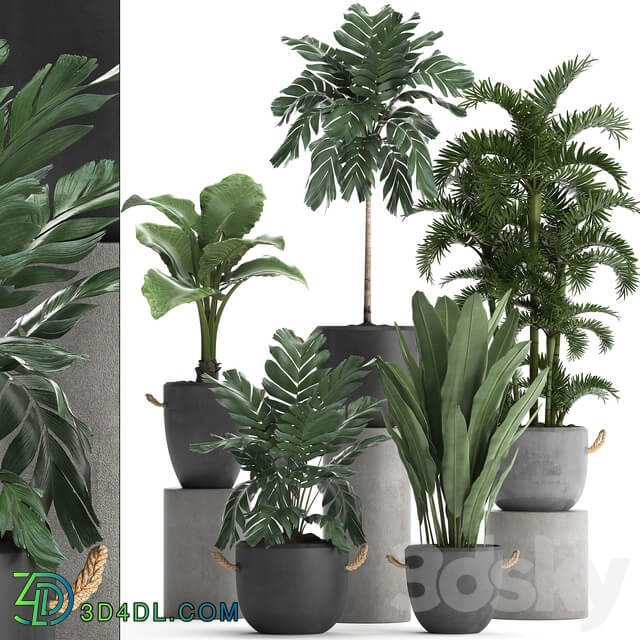 Plant Collection 405. Decorative palm Hamedorea Areca banana alocasia flowerpot exotic plants outdoor 3D Models