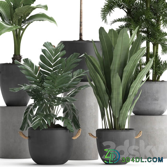 Plant Collection 405. Decorative palm Hamedorea Areca banana alocasia flowerpot exotic plants outdoor 3D Models