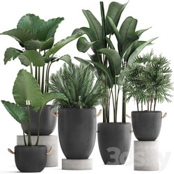 Plant Collection 415. Concrete pot black flowerpot banana rapis alocasia palm tree loft strelitzia Raphis Palm 3D Models 