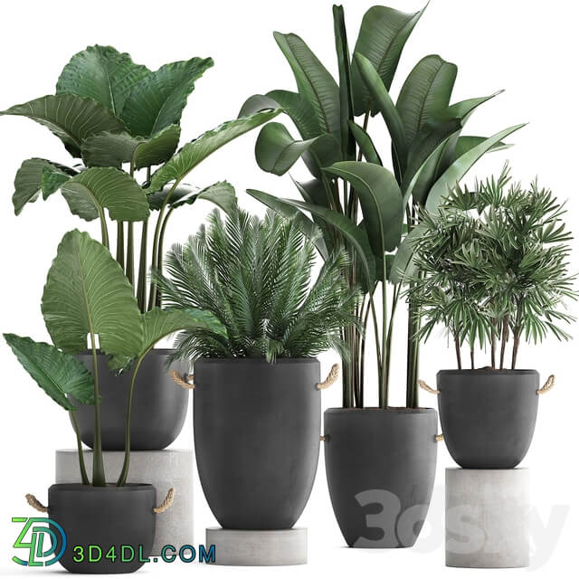 Plant Collection 415. Concrete pot black flowerpot banana rapis alocasia palm tree loft strelitzia Raphis Palm 3D Models