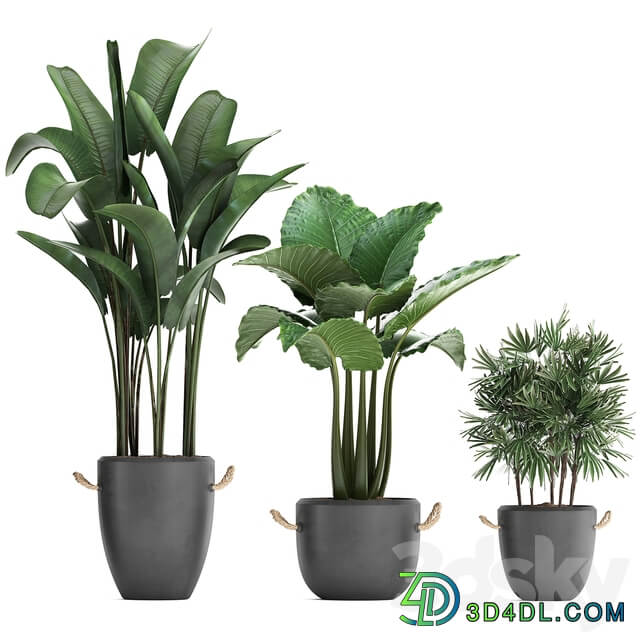 Plant Collection 415. Concrete pot black flowerpot banana rapis alocasia palm tree loft strelitzia Raphis Palm 3D Models