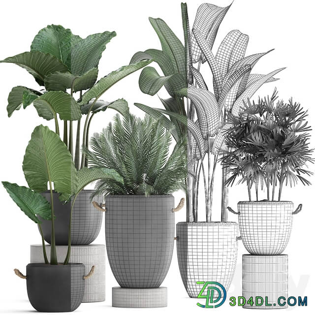 Plant Collection 415. Concrete pot black flowerpot banana rapis alocasia palm tree loft strelitzia Raphis Palm 3D Models