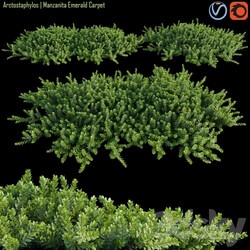 Arctostaphylos Manzanita Emerald Carpet 1 