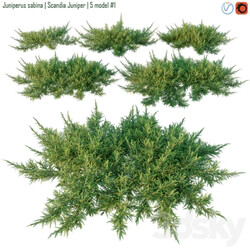 Juniperus sabina Scandia juniper 