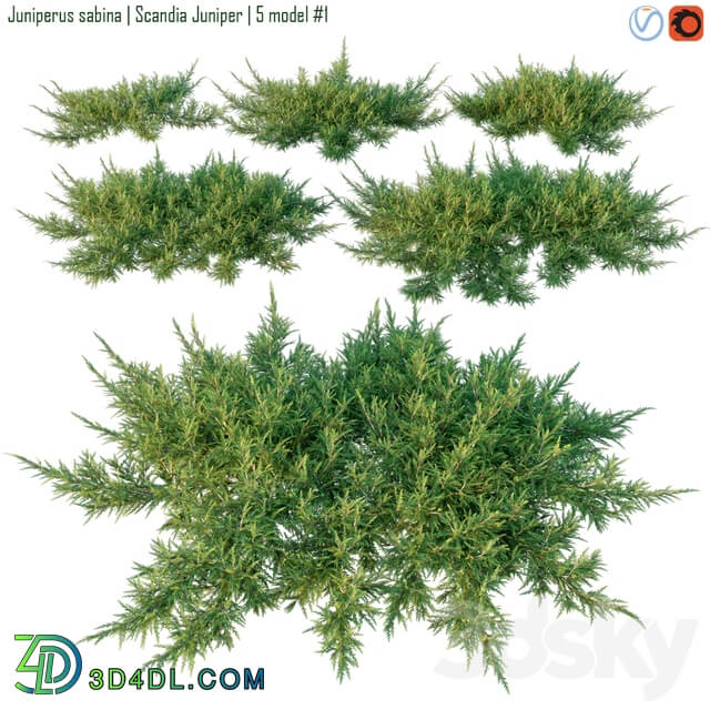 Juniperus sabina Scandia juniper