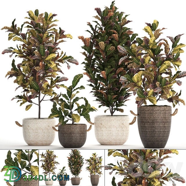 Collection of plants 432. Croton decorative tree basket rattan indoor plants eco design exotic natural materials 3D Models