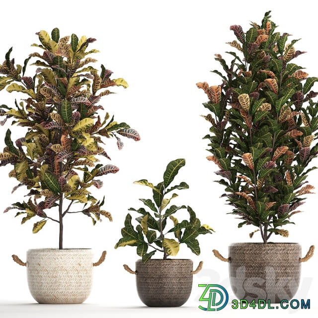 Collection of plants 432. Croton decorative tree basket rattan indoor plants eco design exotic natural materials 3D Models