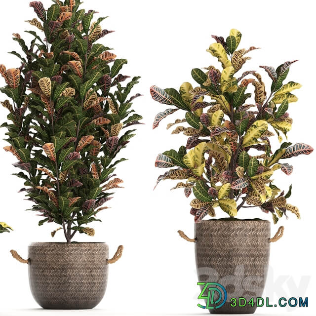 Collection of plants 432. Croton decorative tree basket rattan indoor plants eco design exotic natural materials 3D Models