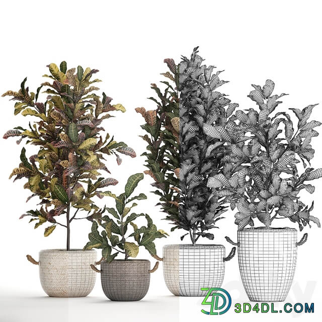 Collection of plants 432. Croton decorative tree basket rattan indoor plants eco design exotic natural materials 3D Models