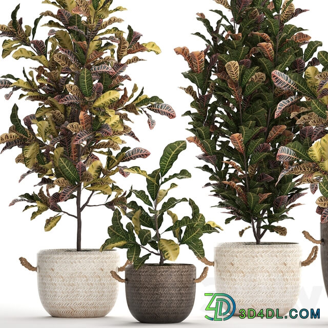 Collection of plants 432. Croton decorative tree basket rattan indoor plants eco design exotic natural materials 3D Models