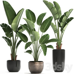Plant Collection 444. 3D Models 