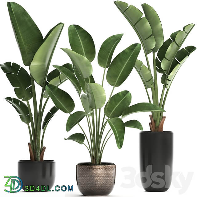 Plant Collection 444. 3D Models