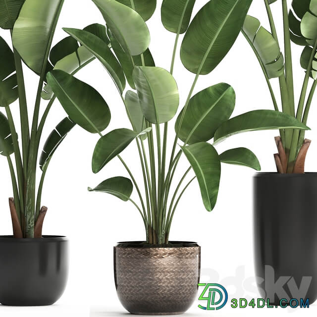Plant Collection 444. 3D Models