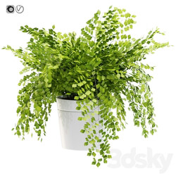 Maidenhair ferns adiantum tenerum capillus veneris plant 3 