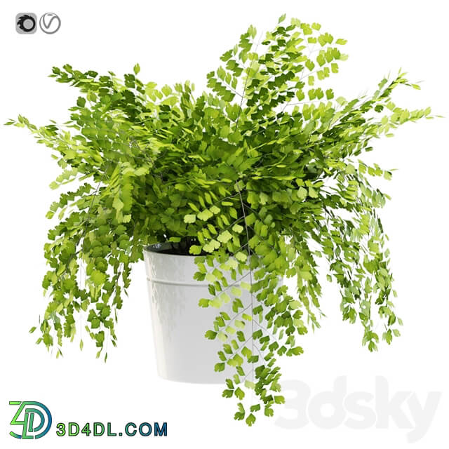 Maidenhair ferns adiantum tenerum capillus veneris plant 3