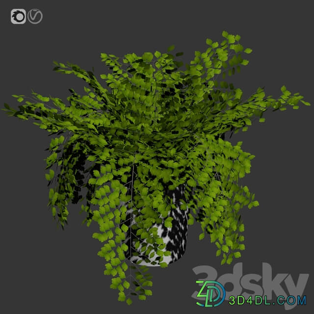 Maidenhair ferns adiantum tenerum capillus veneris plant 3