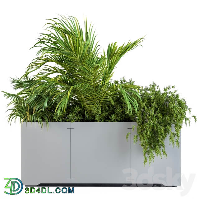 Gray Plants Box with Tropical plant