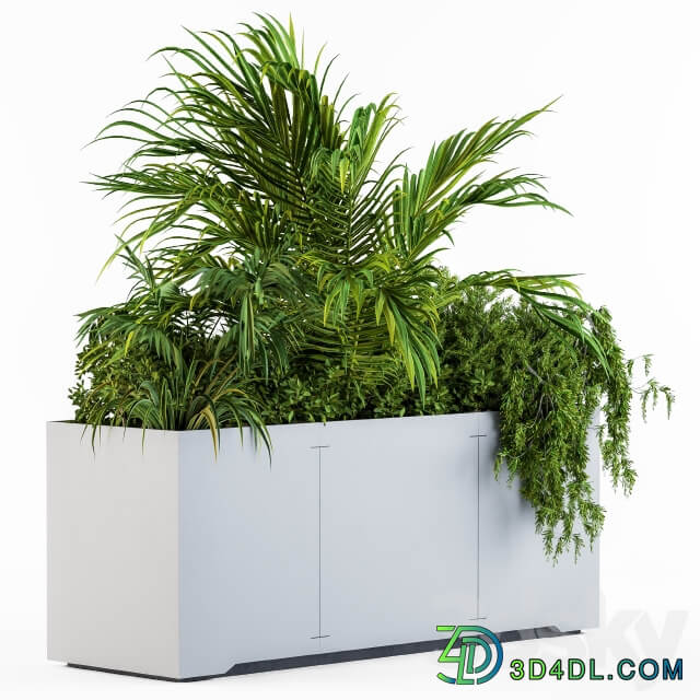 Gray Plants Box with Tropical plant