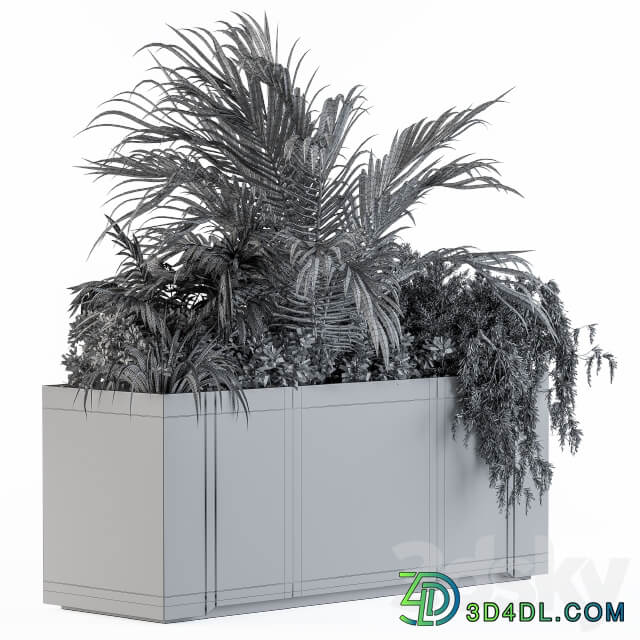 Gray Plants Box with Tropical plant