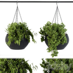 Hanging plant in black pot 