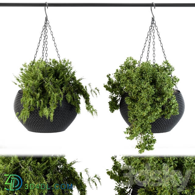 Hanging plant in black pot