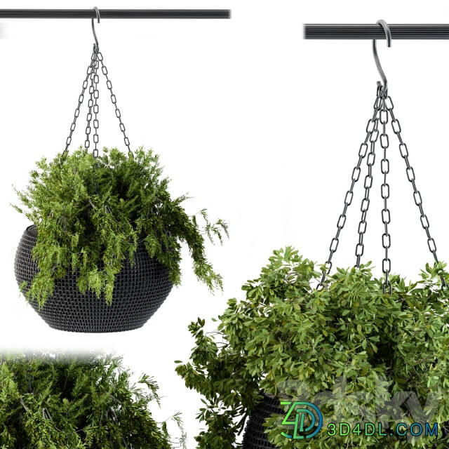 Hanging plant in black pot