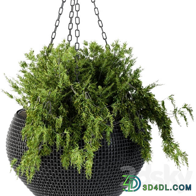 Hanging plant in black pot