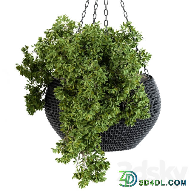 Hanging plant in black pot