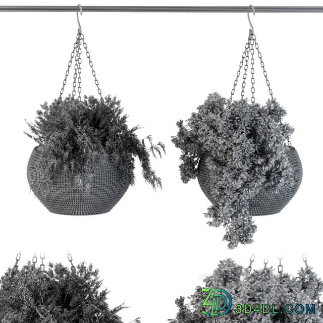 Hanging plant in black pot