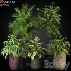 Plants collection 269 