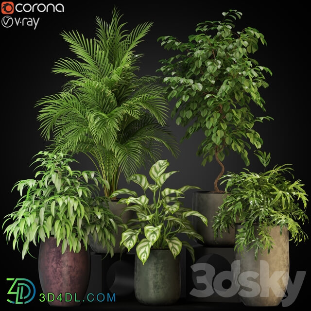 Plants collection 269