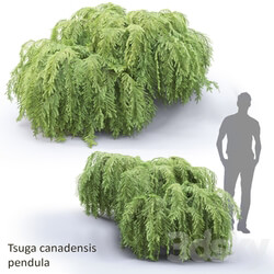 Tsuga canadian dangling Tsuga canadensis pendula 1 