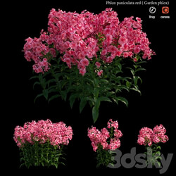 Phlox paniculata red 