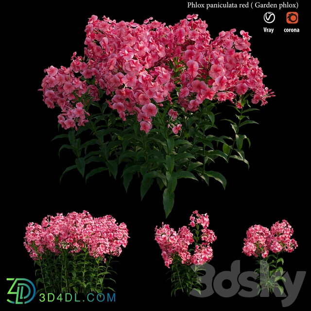 Phlox paniculata red