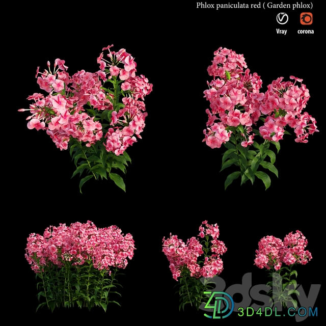 Phlox paniculata red