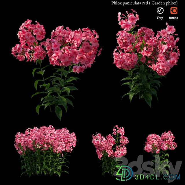 Phlox paniculata red