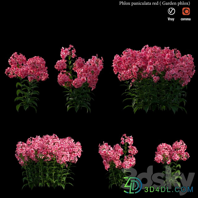 Phlox paniculata red