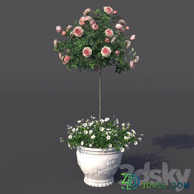 Rosa shtambovaya in a pot No. 2 3D Models