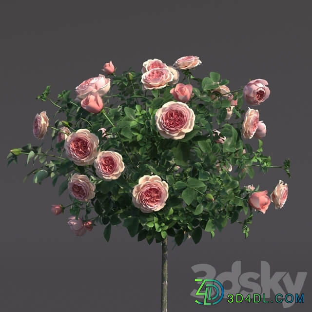 Rosa shtambovaya in a pot No. 2 3D Models