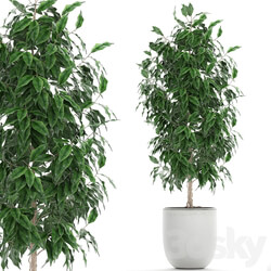 Ficus benjamina plants 554. Indoor tree white pot flowerpot small tree Scandinavian style indoor 3D Models 