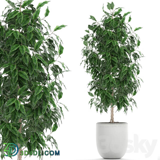 Ficus benjamina plants 554. Indoor tree white pot flowerpot small tree Scandinavian style indoor 3D Models