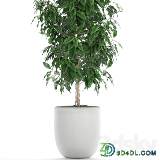 Ficus benjamina plants 554. Indoor tree white pot flowerpot small tree Scandinavian style indoor 3D Models