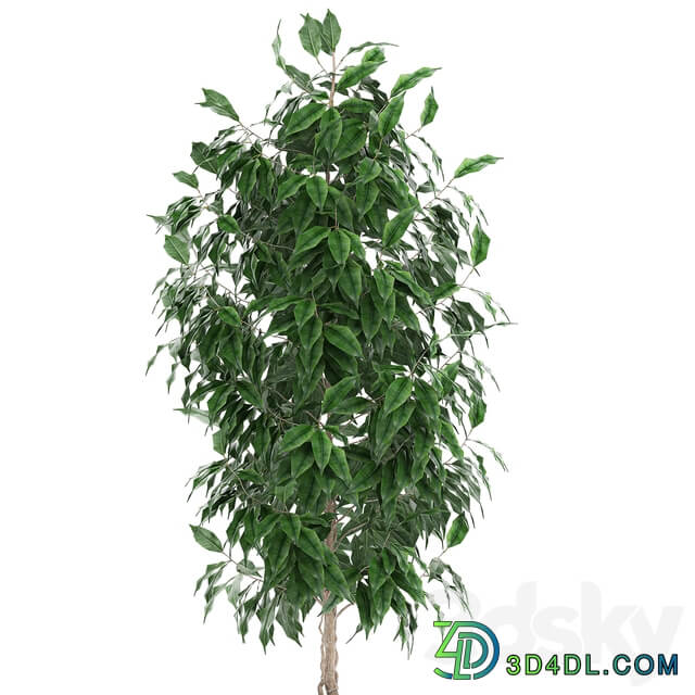 Ficus benjamina plants 554. Indoor tree white pot flowerpot small tree Scandinavian style indoor 3D Models