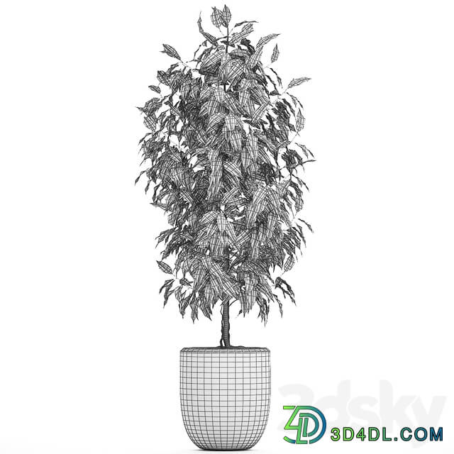 Ficus benjamina plants 554. Indoor tree white pot flowerpot small tree Scandinavian style indoor 3D Models